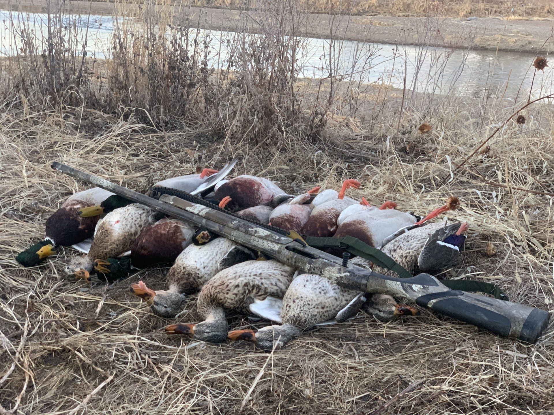 Several dead ducks and a shotgun lie on dry grass near a riverbank.