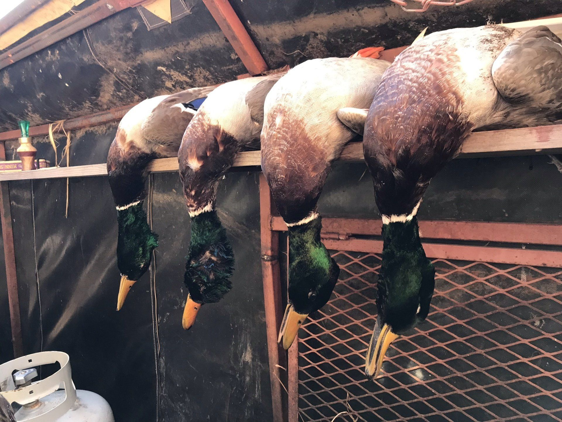 Four ducks hanging upside down in a row under a wooden shelter, with green heads and brown-and-white bodies