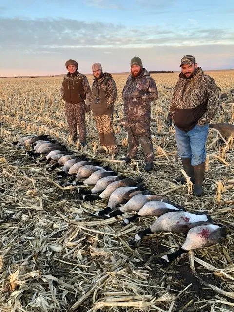 Four hunters stand behind a row of harvested geese in a cut cornfield at sunrise.