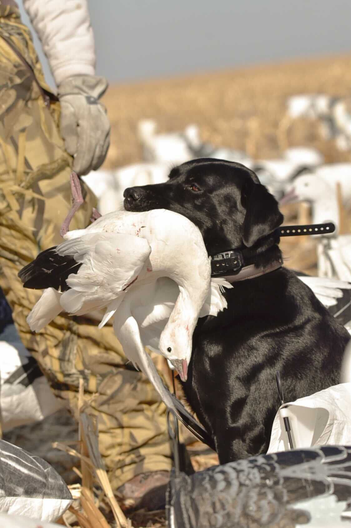 Black dog in winter field carrying a white bird in its mouth, with a person standing nearby