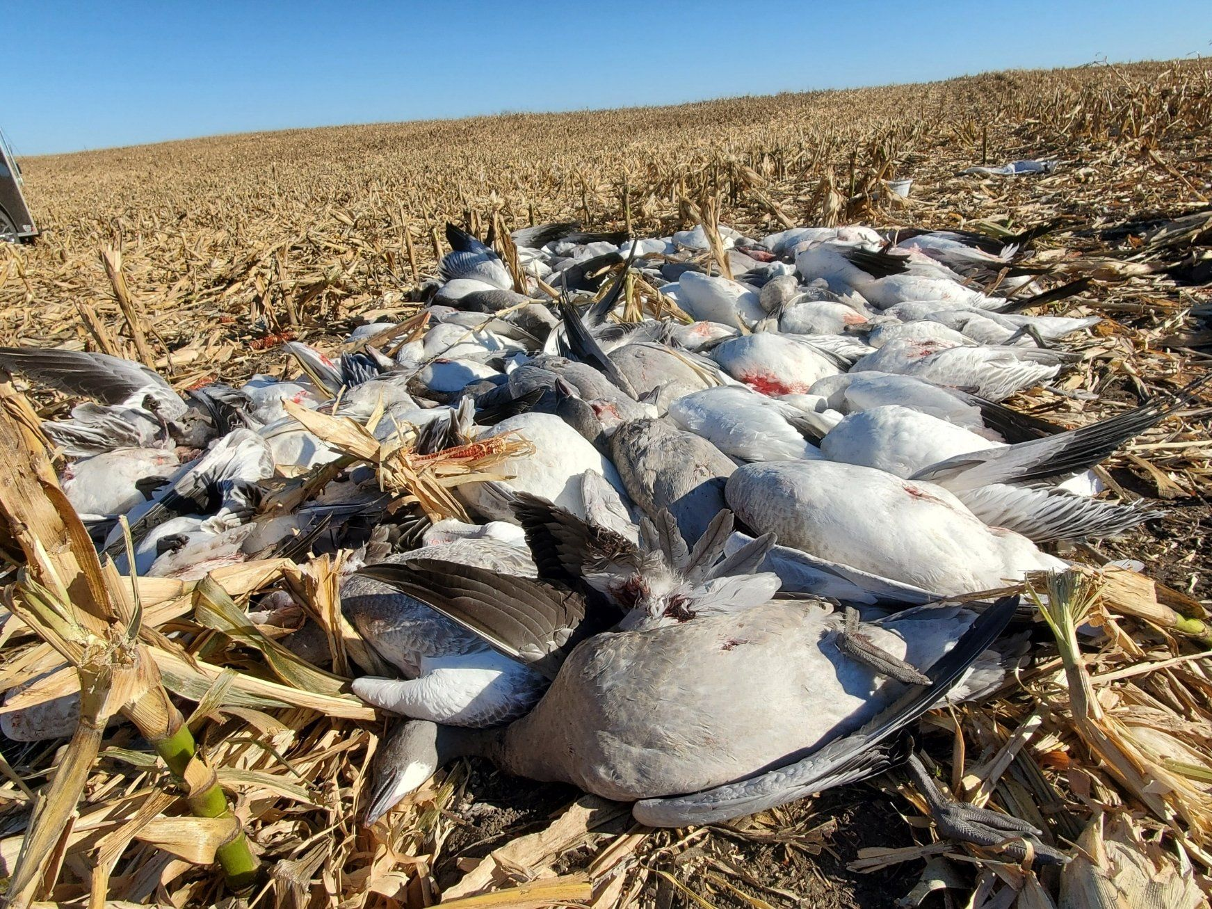 Dead fish scattered on a harvested cornfield under a clear sky