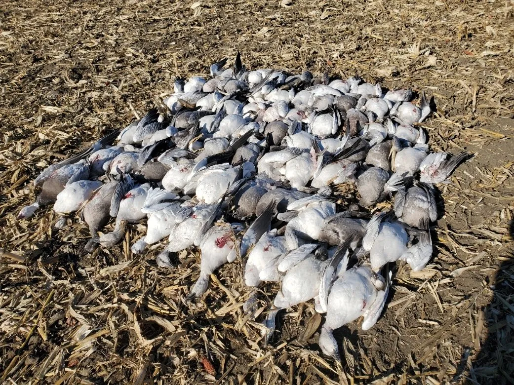 Pile of dead white birds scattered on dry ground, with a few red stains.