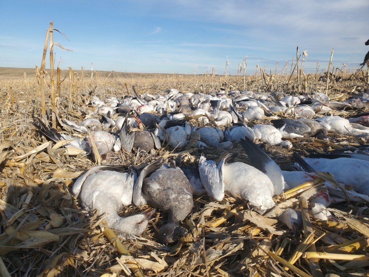 Dead geese lying in a harvested cornfield under a clear sky
