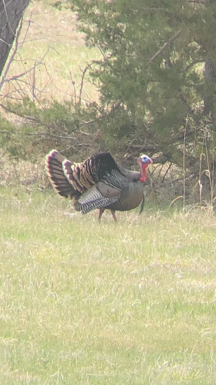 Wild turkey standing in a grassy field near trees, tail feathers fanned out.