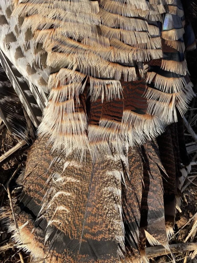 Close-up of a camouflaged bird’s feathered body blending with bark and dried leaves