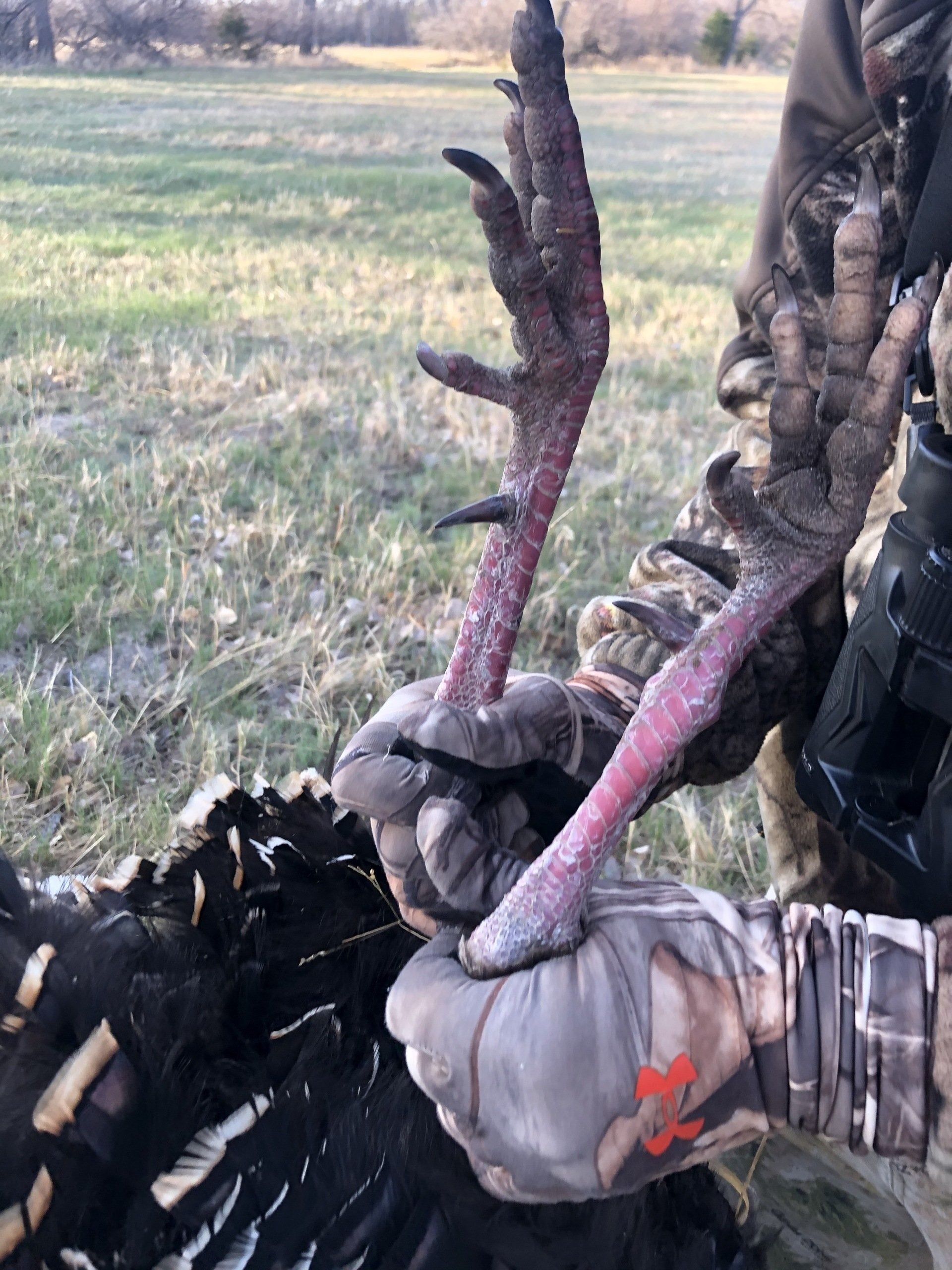 Gloved hands holding a dead bird with antlers in a grassy field