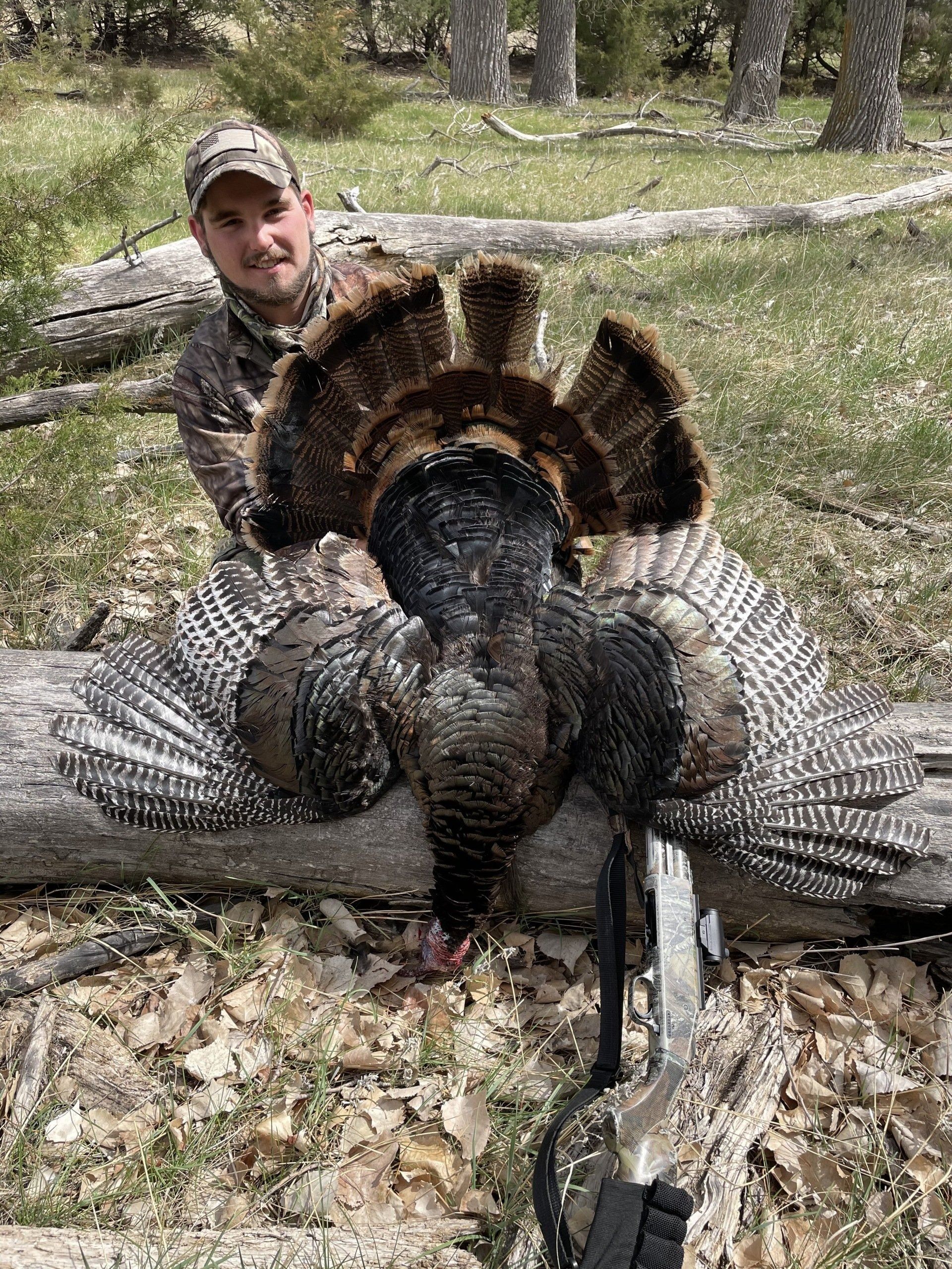 Hunter kneeling behind a large wild turkey with fanned tail in a wooded area.