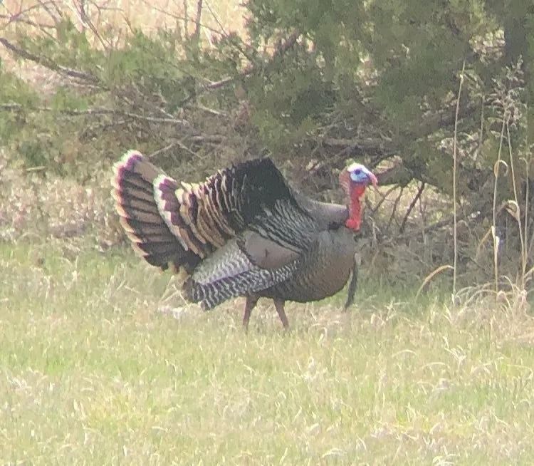 Wild turkey displaying its tail fan in a grassy field with trees behind it