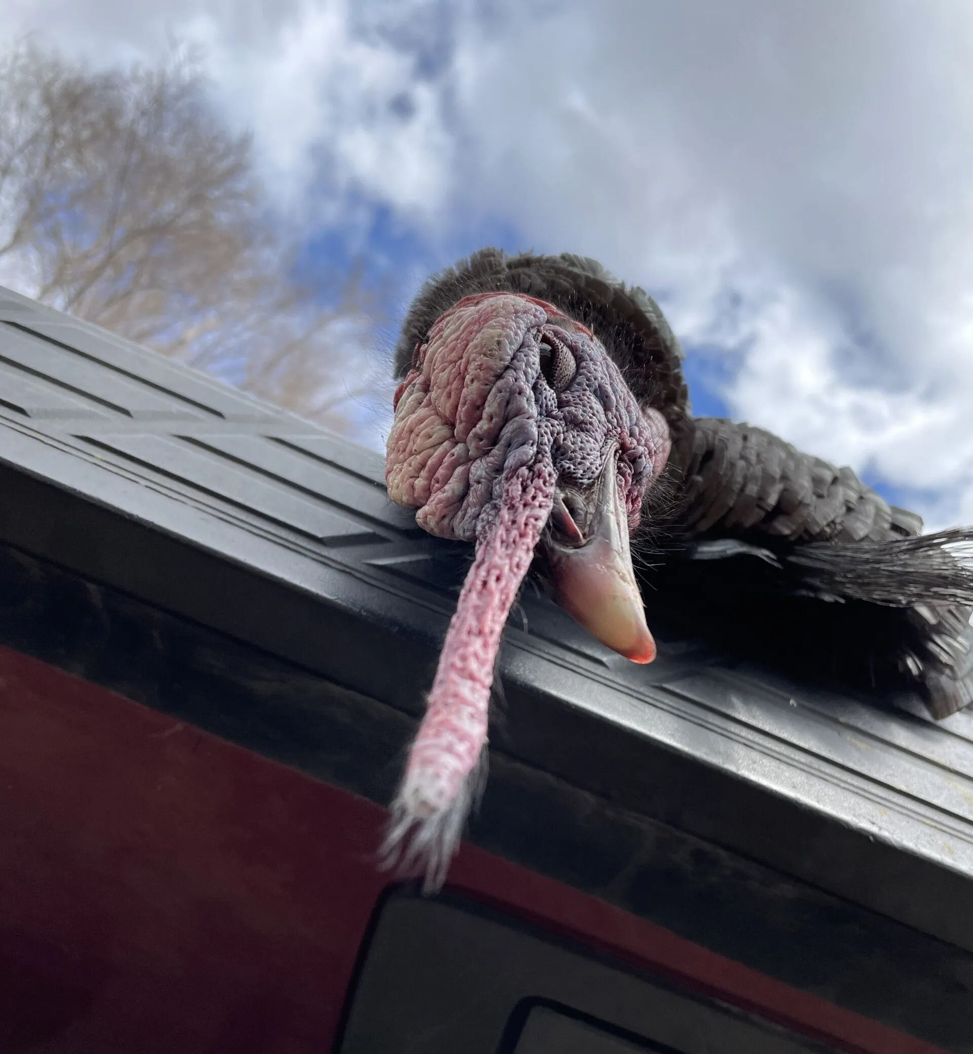 Turkey with tail hanging over a roof edge against a cloudy sky