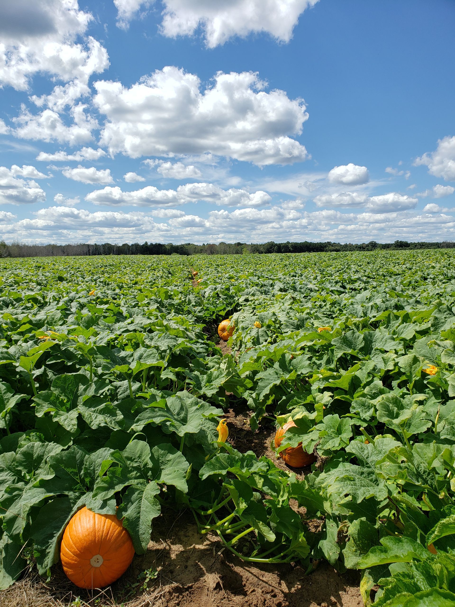 Field of Pumpkins