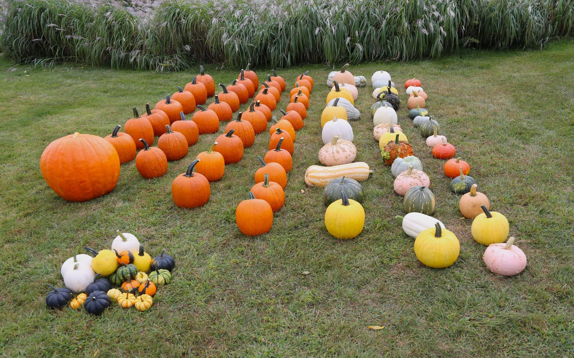 Pumpkin N Spice - The Great Pumpkin Show Package