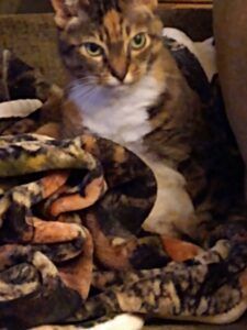 Calico cat sitting on a patterned blanket, looking alert, with a white chest.