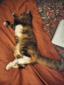 Cat lying on its back, fur of brown, white, and orange, on an orange bed.