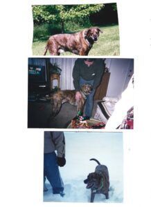Brindle dog in three photos: outside, being pet, and playing in snow.