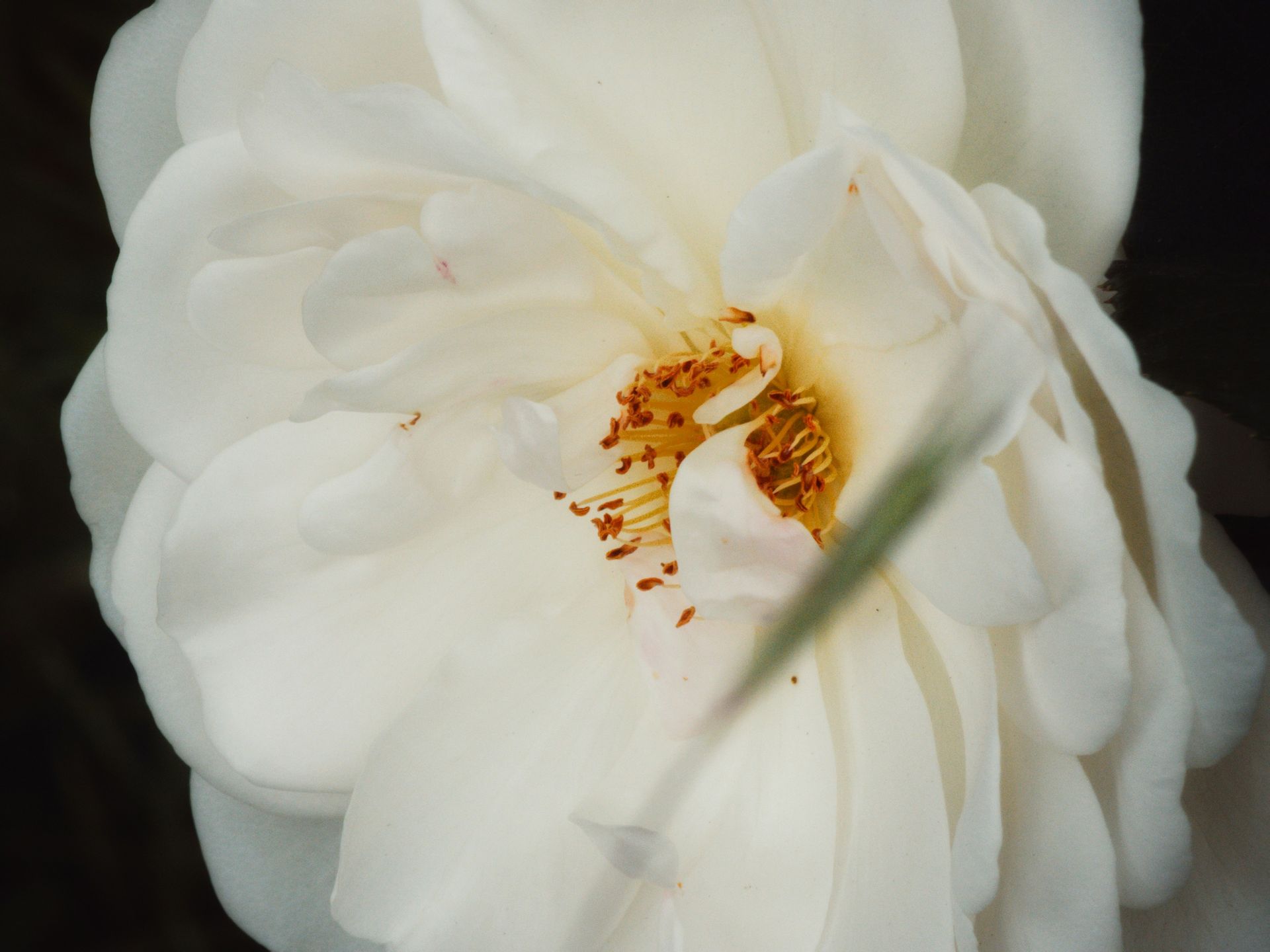 A white flower with a yellow center on a black background