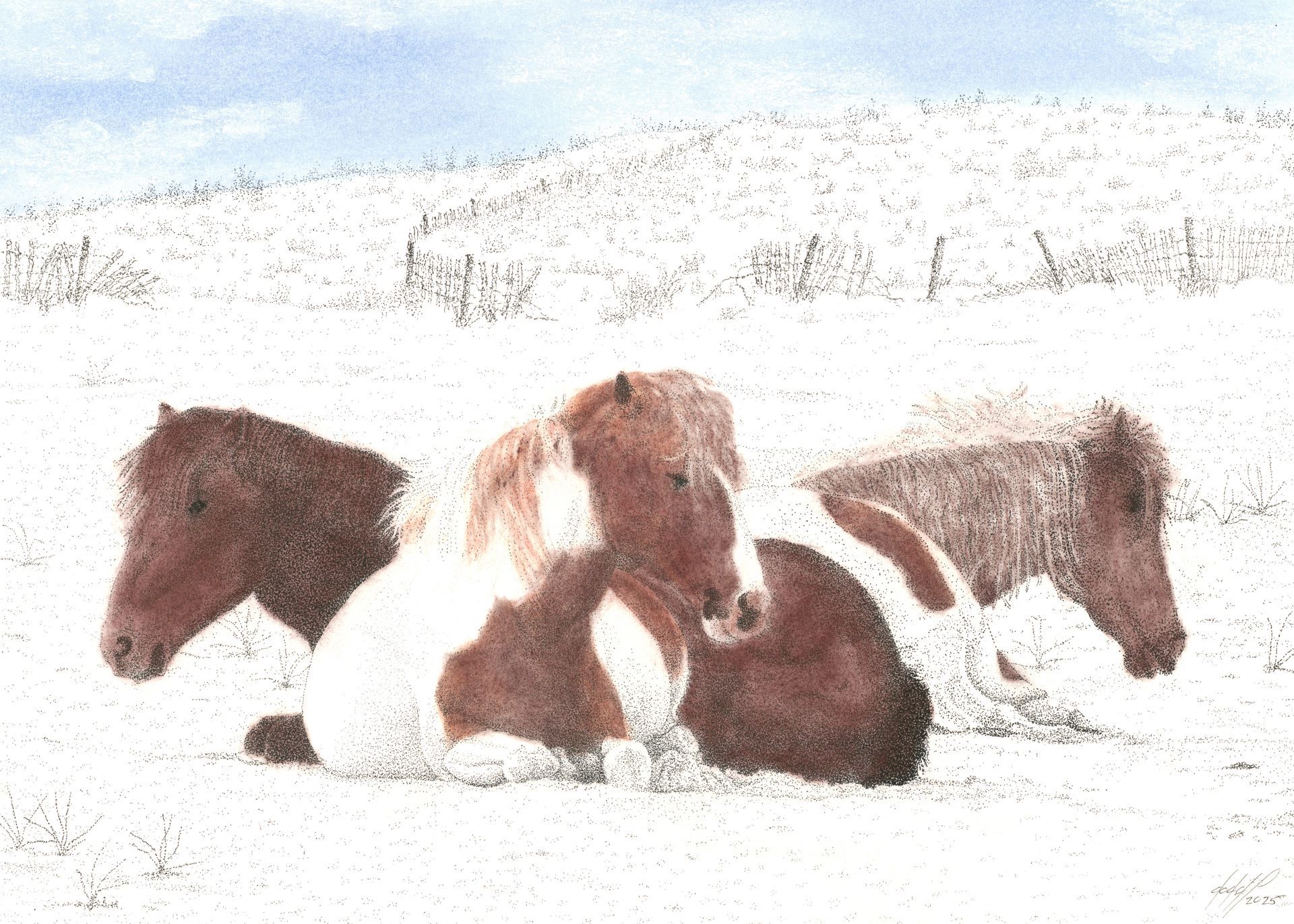 Assateague Ponies