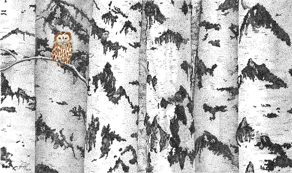 Birch Trees