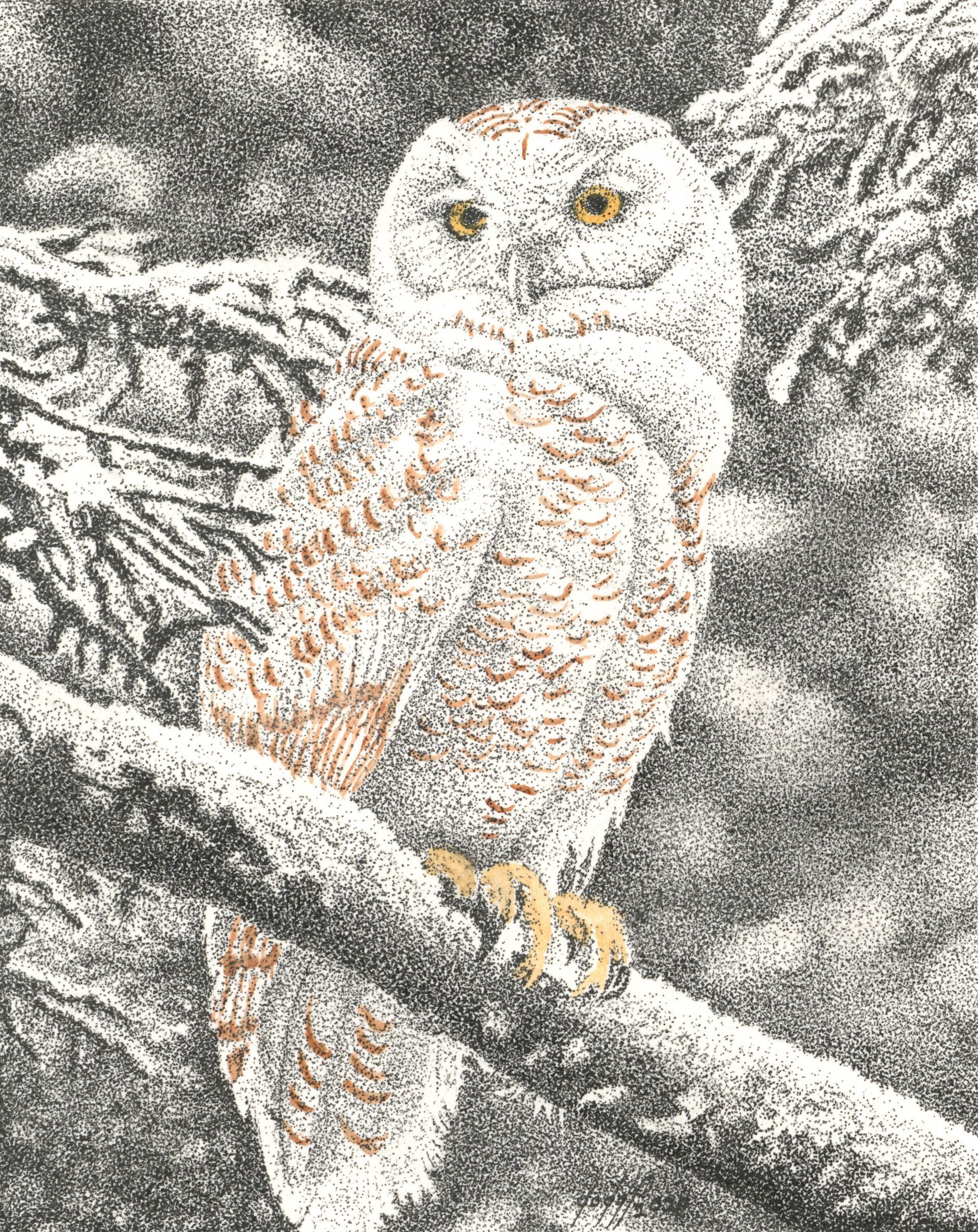 Snowy Owl