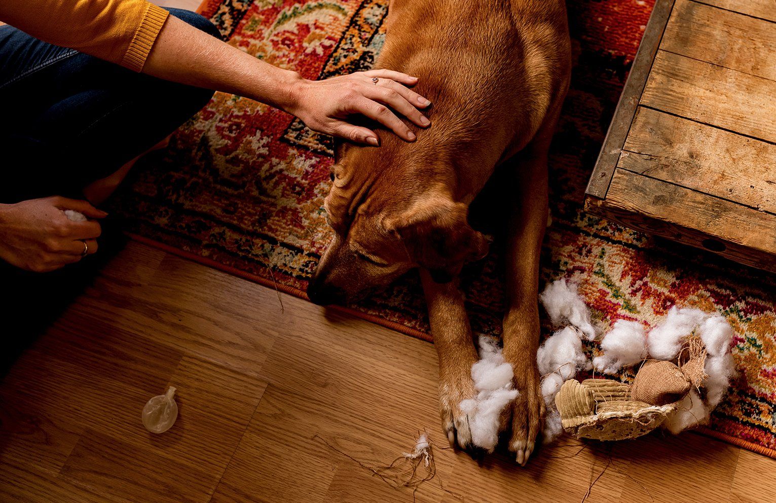 Baas en Beest Fotografie, huisdieren fotografie, huisdieren fotograaf, dierenfotografie, honden fotografie, honden fotograaf, day in the life, fotoreportage