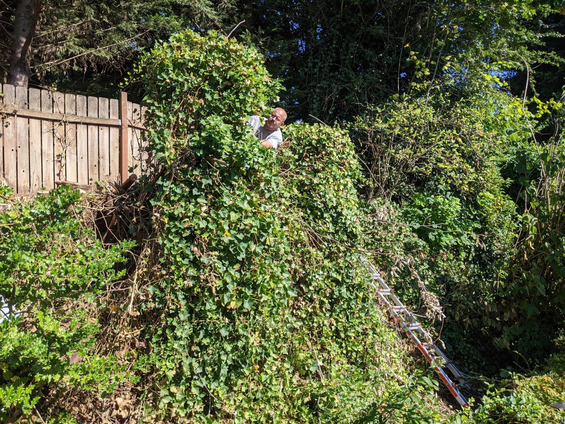 A man peeks through thick green foliage, working on a dense overgrown hillside next to a wooden fence.