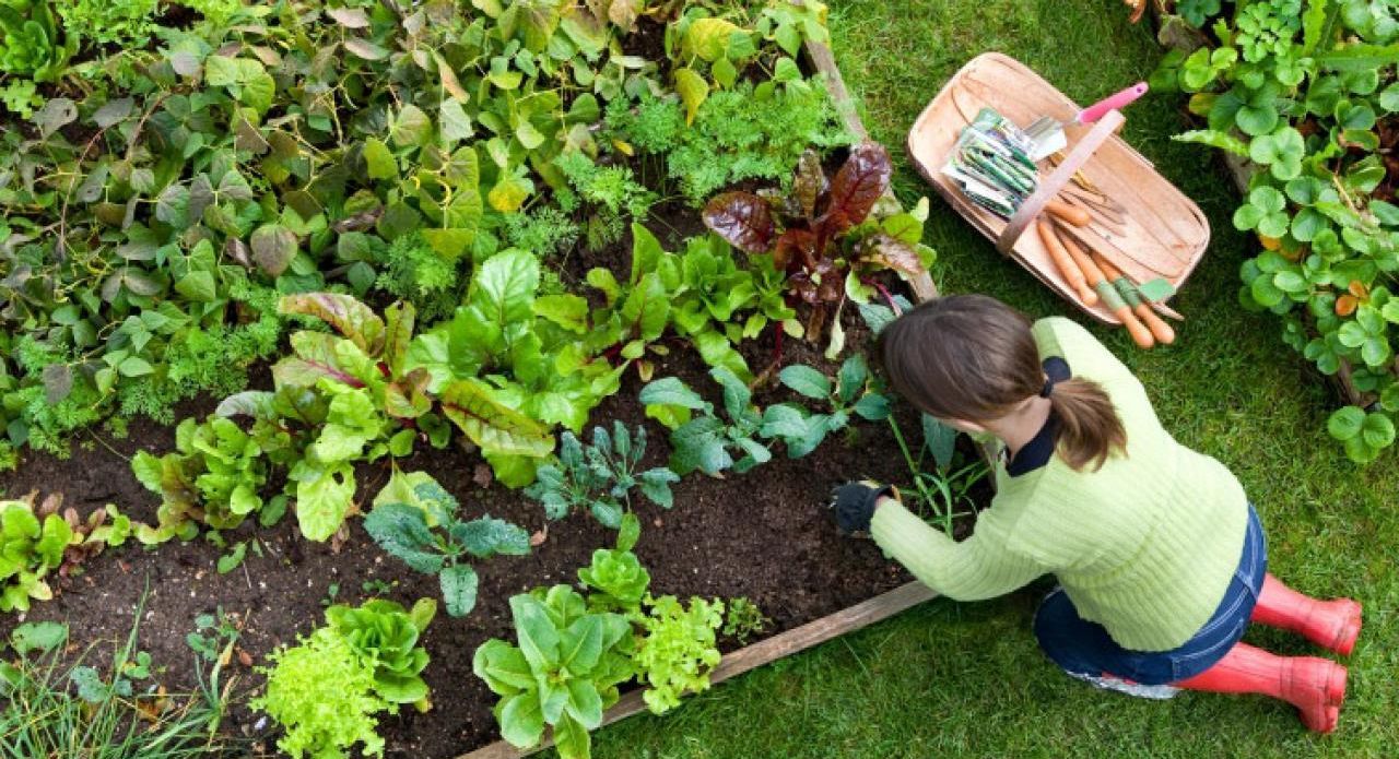 A person tends to a vegetable garden, harvesting leafy greens.