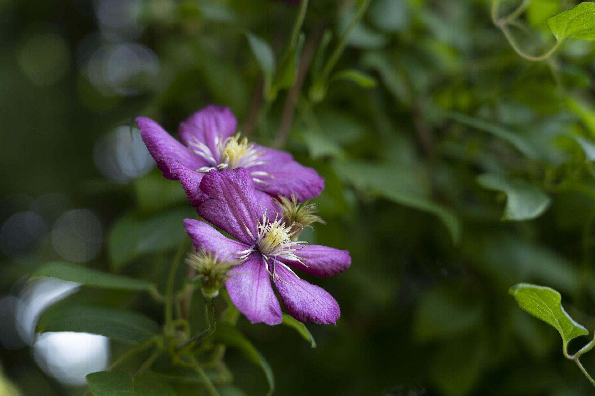 Two purple clematis flowers with yellow centers, surrounded by green leaves and vines.