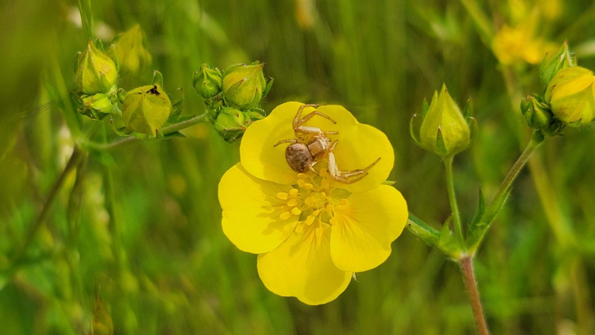 Yellow flower with a crab spider, brown against the yellow petals. 