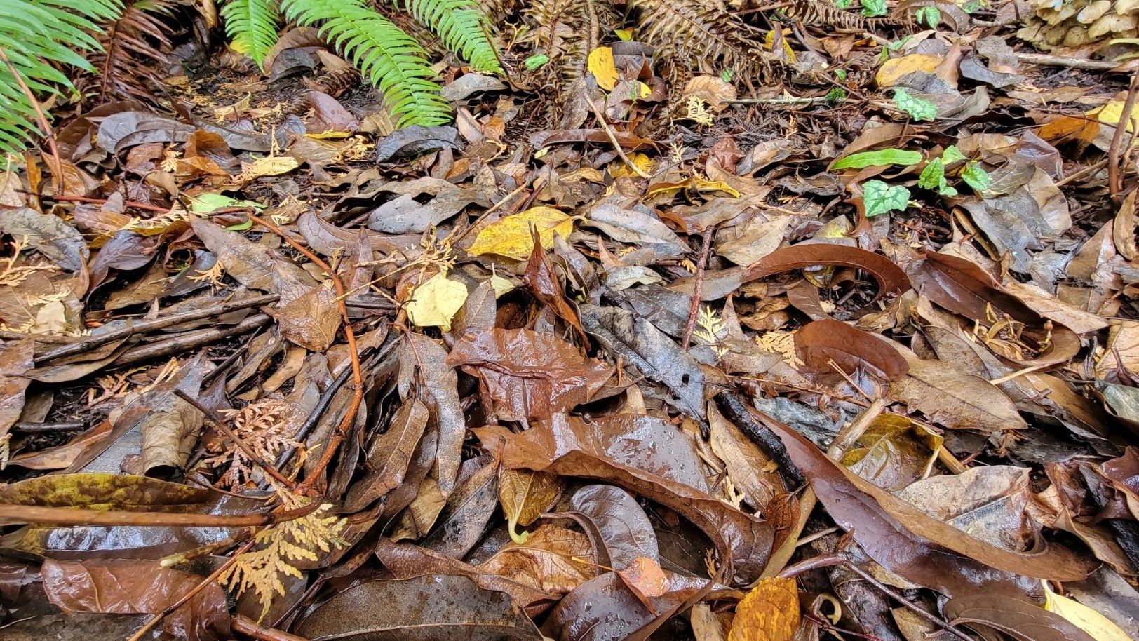 Close-up of a forest floor covered in brown leaves, fallen twigs, and a few green ferns. Wet, earthy scene.