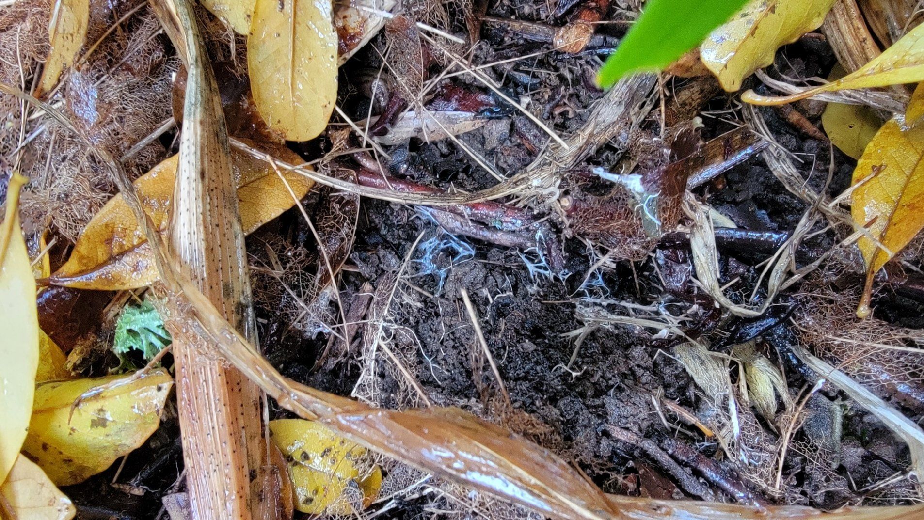 Close-up of leaf litter and dark soil, with scattered dried leaves in shades of brown and yellow.