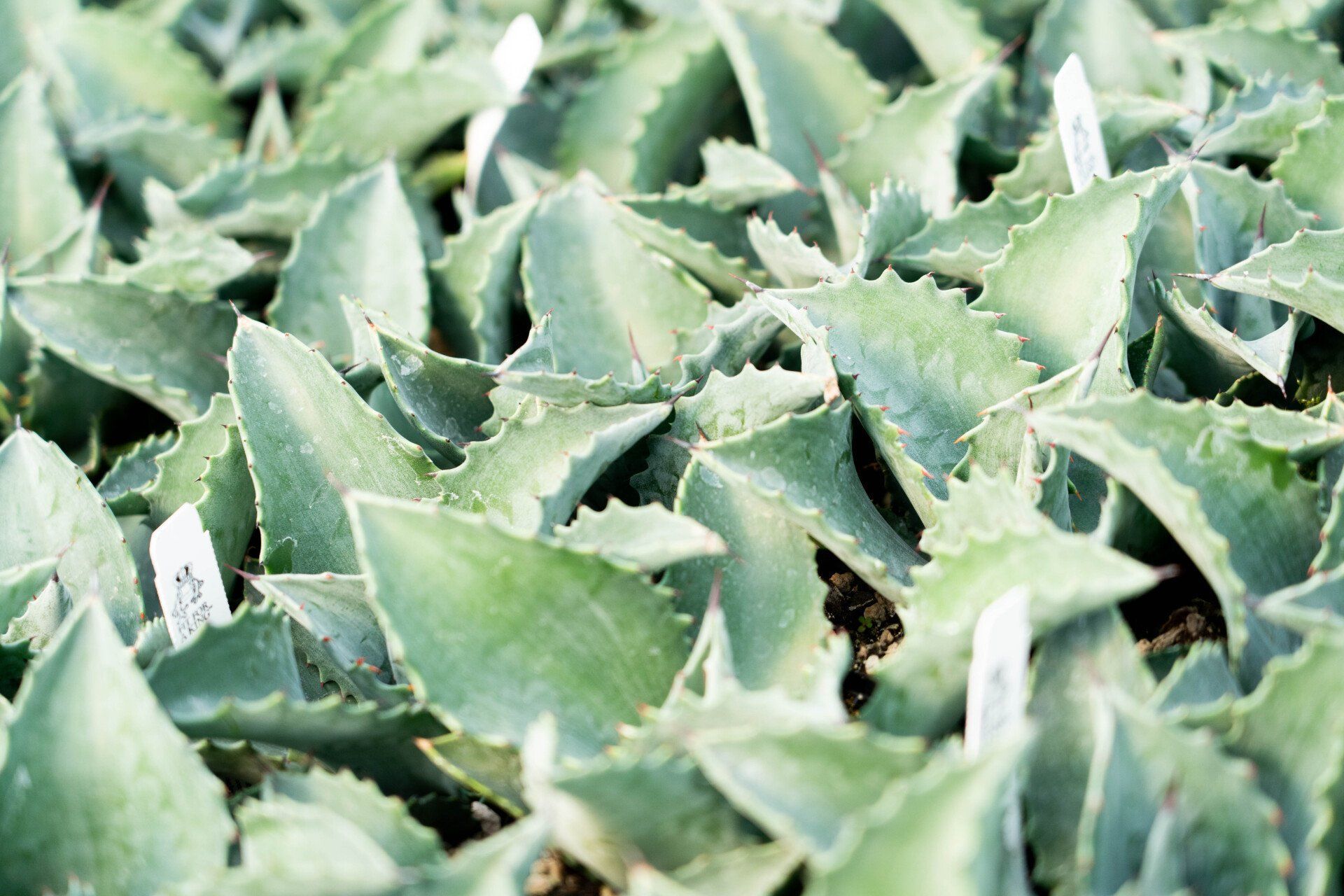 Close-up of many small, light green agave plants with serrated edges, possibly in a nursery setting.