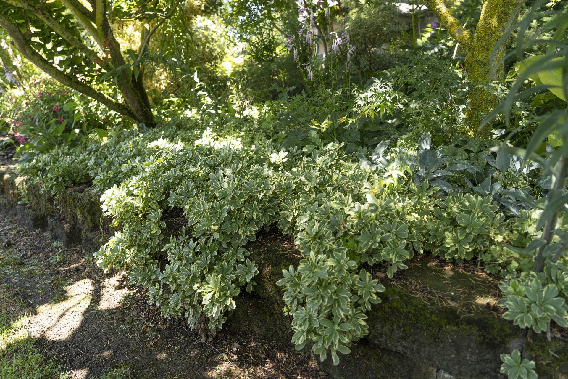 Variegated green and white ground cover spills over a low retaining wall in a sunlit garden.