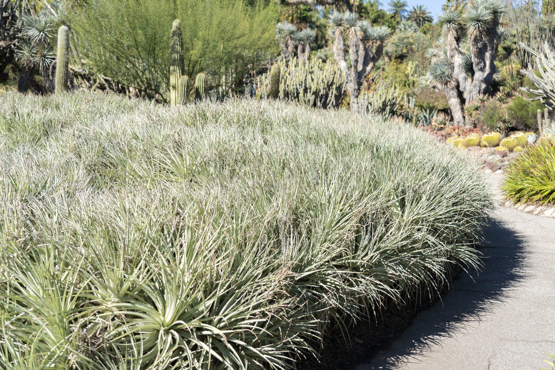 Low-lying, pale green agave plants line a pathway in a sunny desert botanical garden. 