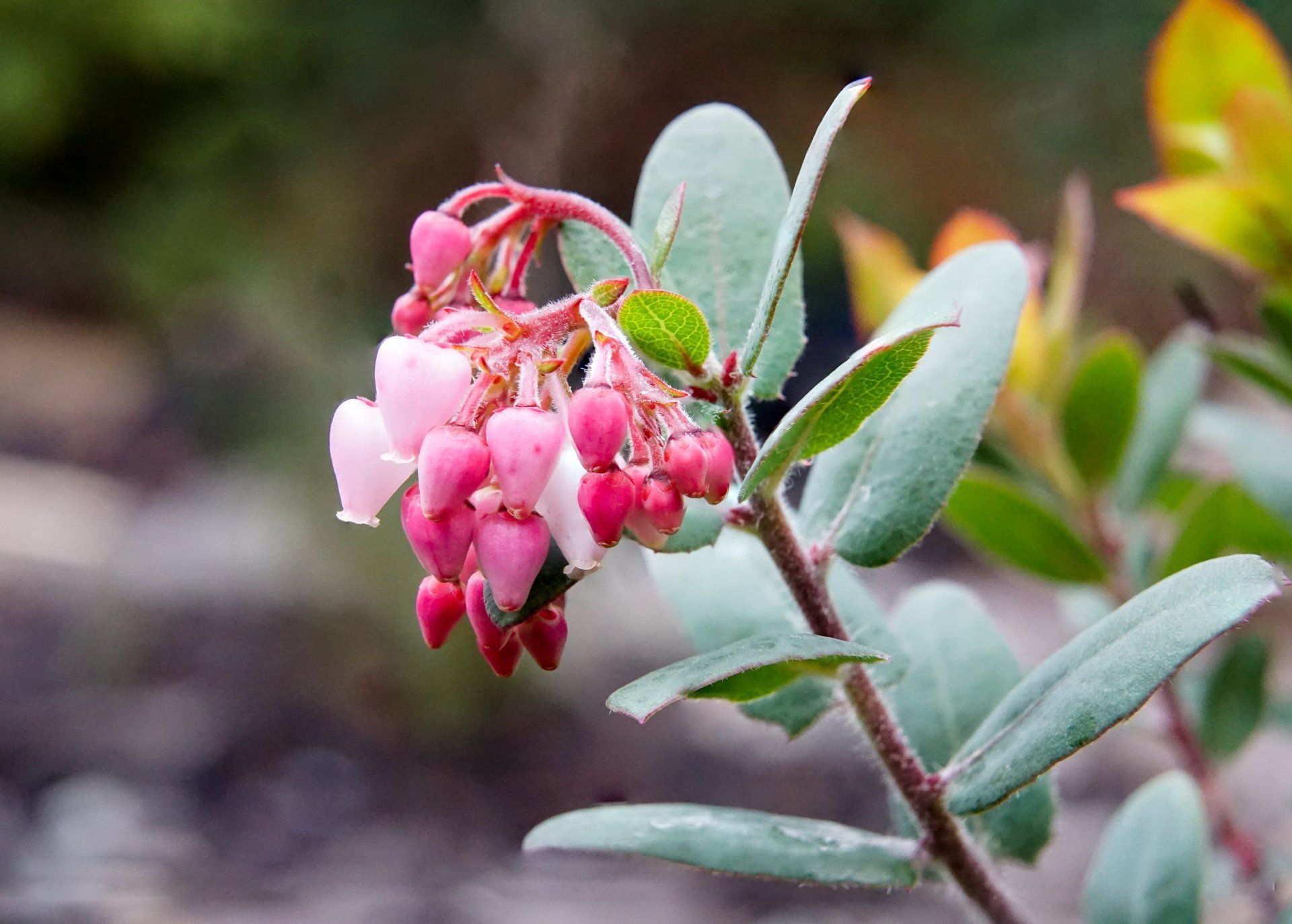 Pink and red bell-shaped flowers bloom on a branch with green, oval-shaped leaves.