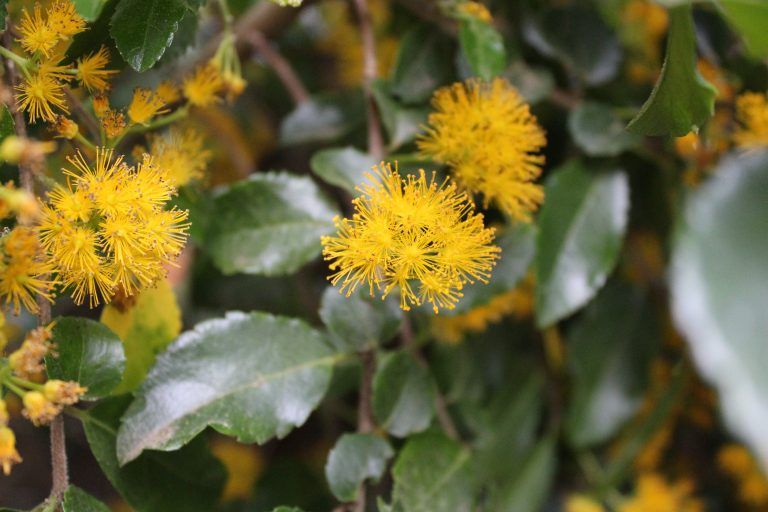 Close-up of a bush with bright yellow, fuzzy flowers and glossy green leaves.