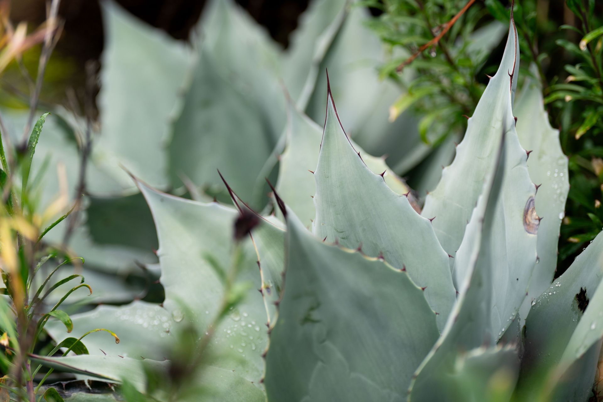 Close-up of a cluster of blue-green agave plants with spiky leaves.