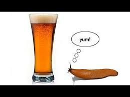 A glass of beer with a slug looking at it and thinking 