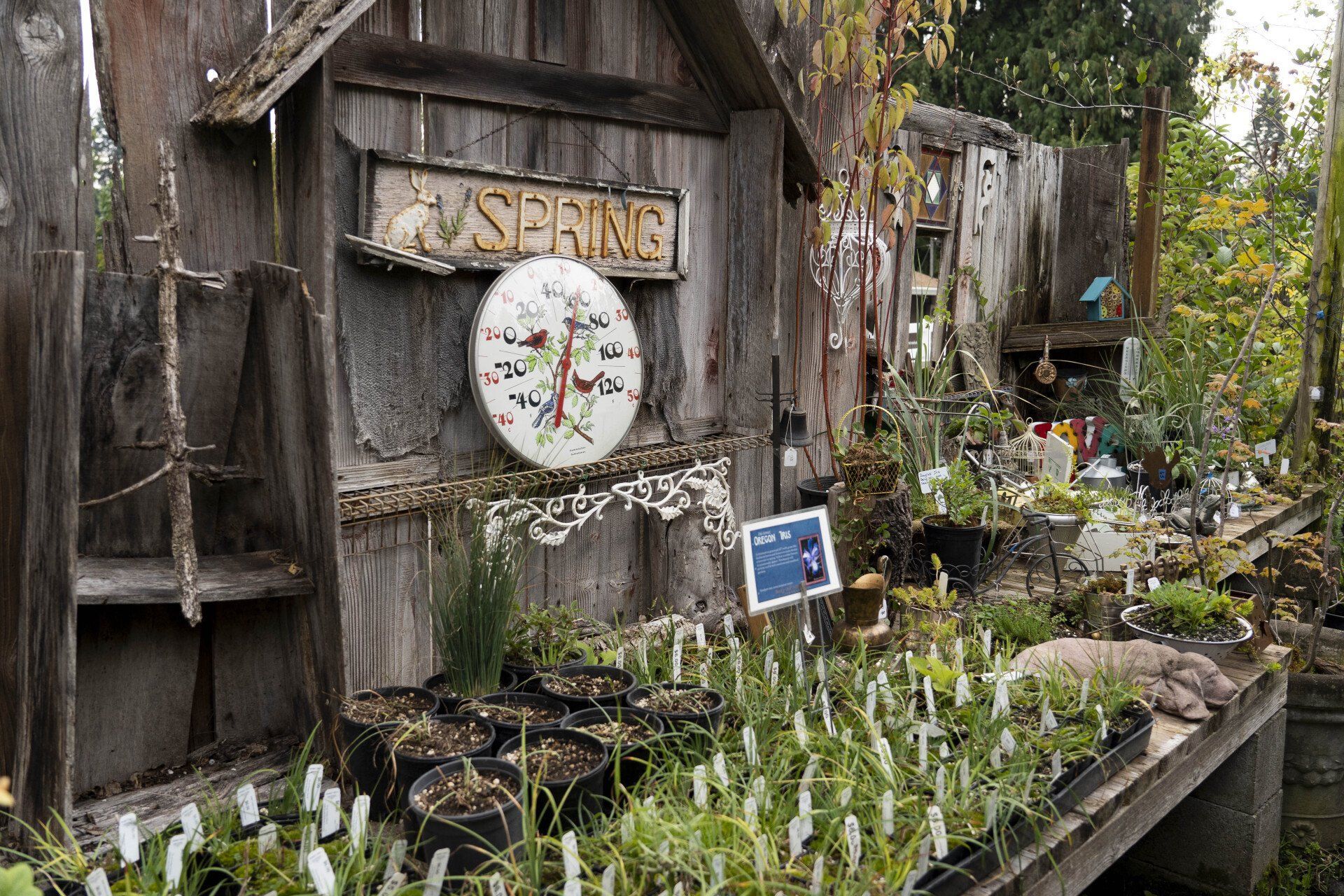 A weathered wooden plant stand outside, displaying seedlings and a sign that says 