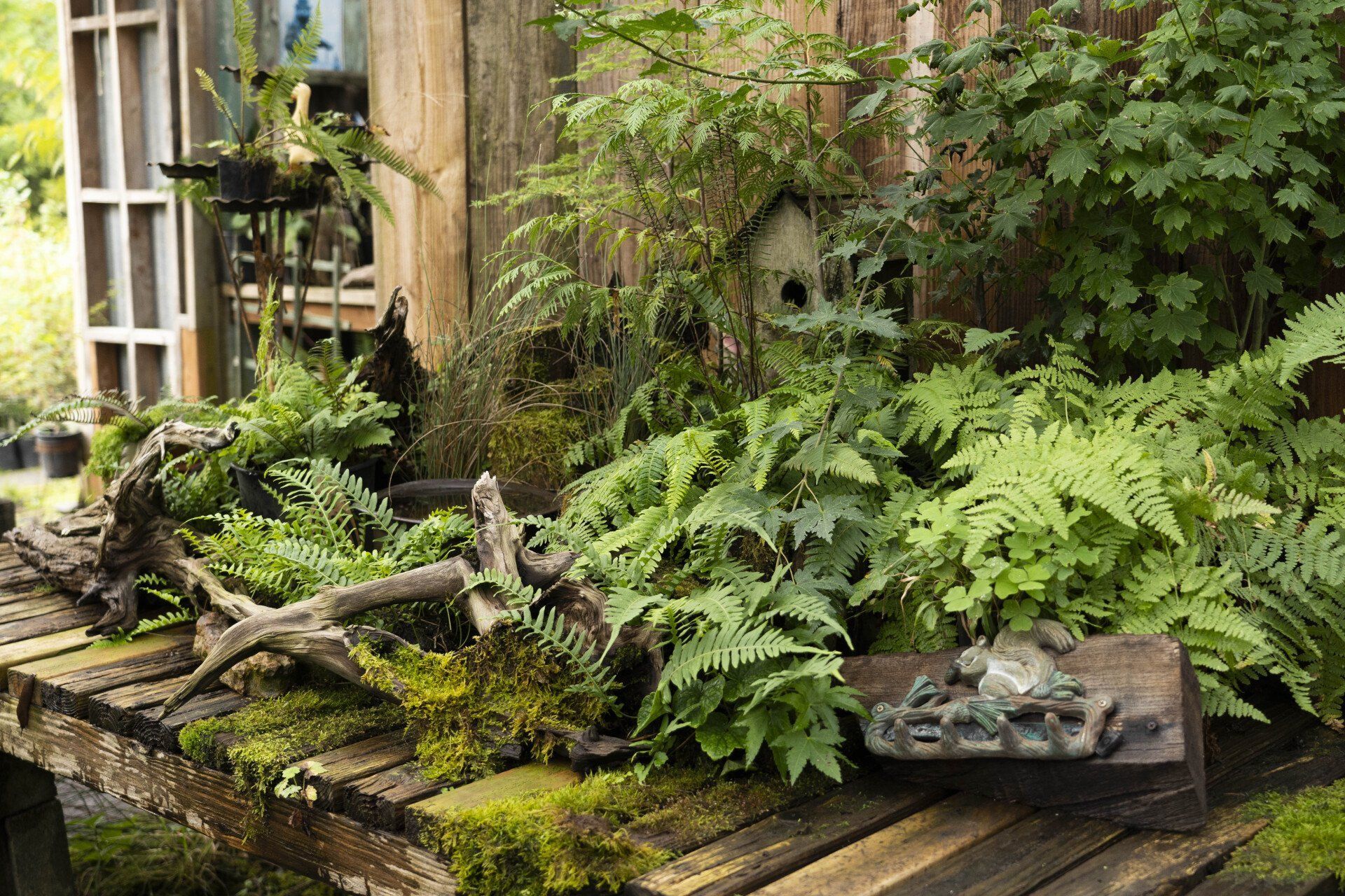 Wooden surface with ferns, driftwood, a birdhouse, and moss against a weathered wooden wall, creating a lush, natural scene.