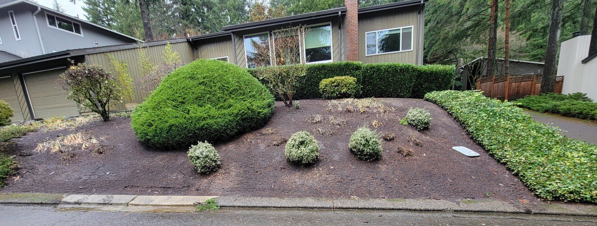 A front yard with a manicured landscape, featuring various shrubs, mulch, and a green ivy path.