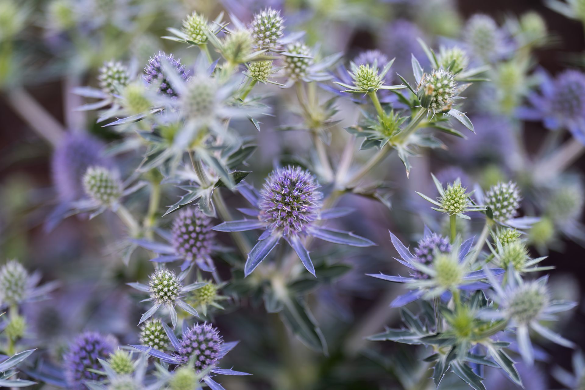 Blue thistle flowers with spiky bracts and green buds, growing in a cluster.