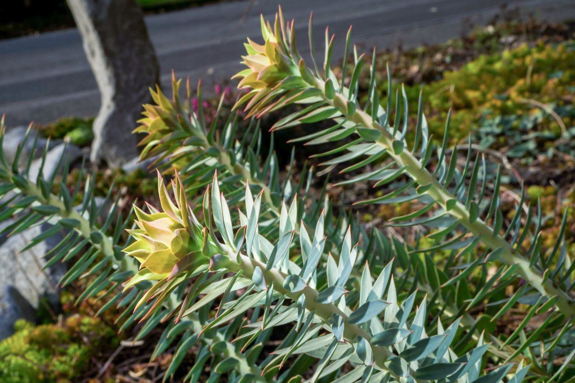 Close-up of a plant with spiky blue-green leaves and yellow flowers growing in a garden.