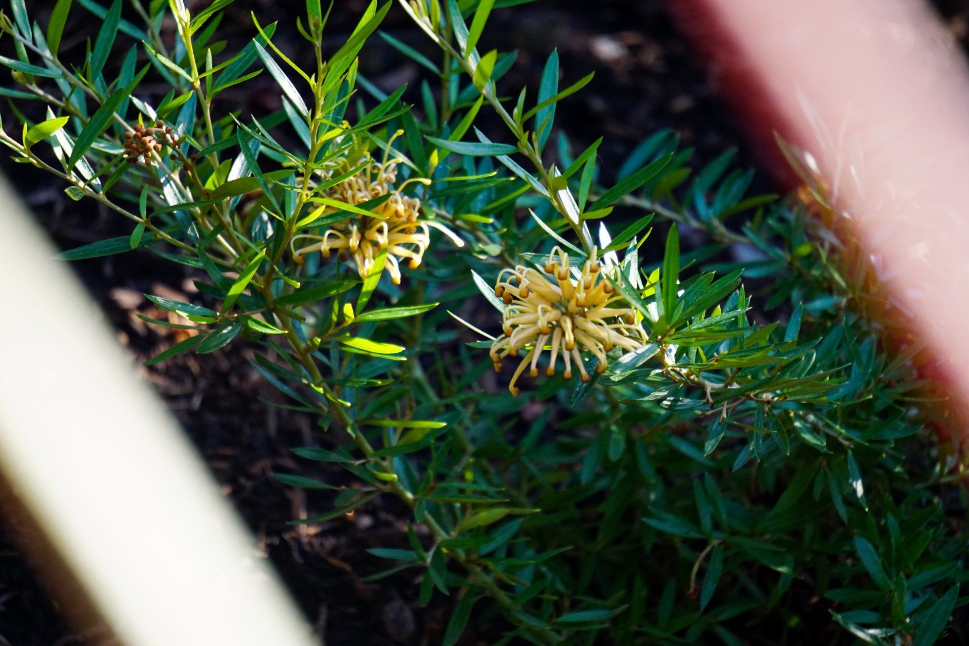 A small, green bush with yellow flowers, viewed through a red frame.