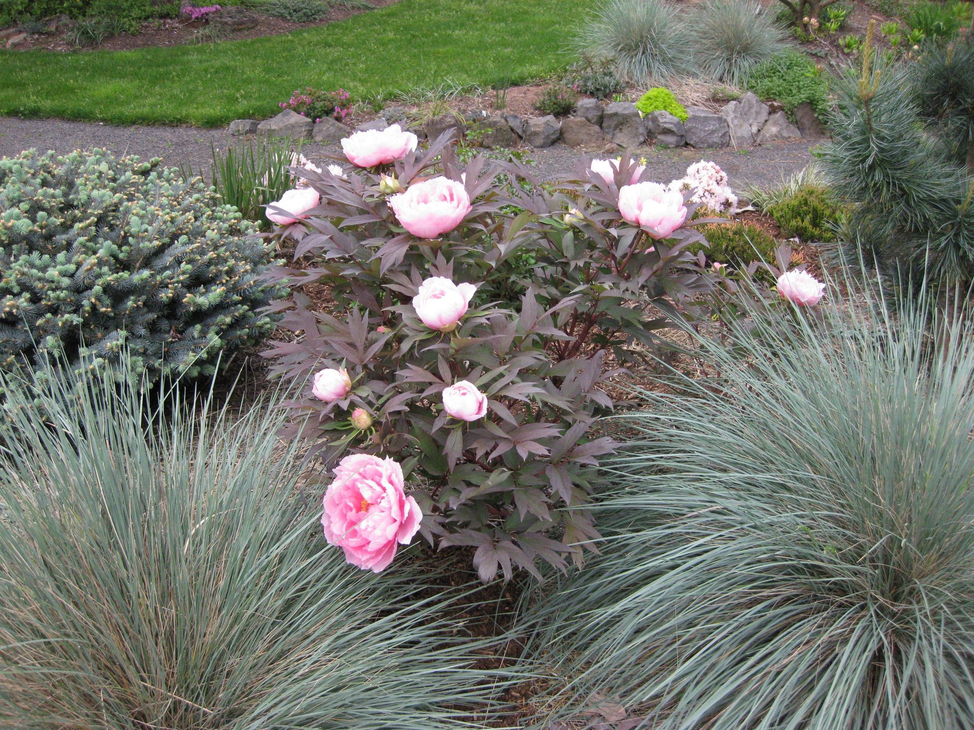 Pink peonies bloom in a garden bed surrounded by blue-green ornamental grasses and a small evergreen bush.