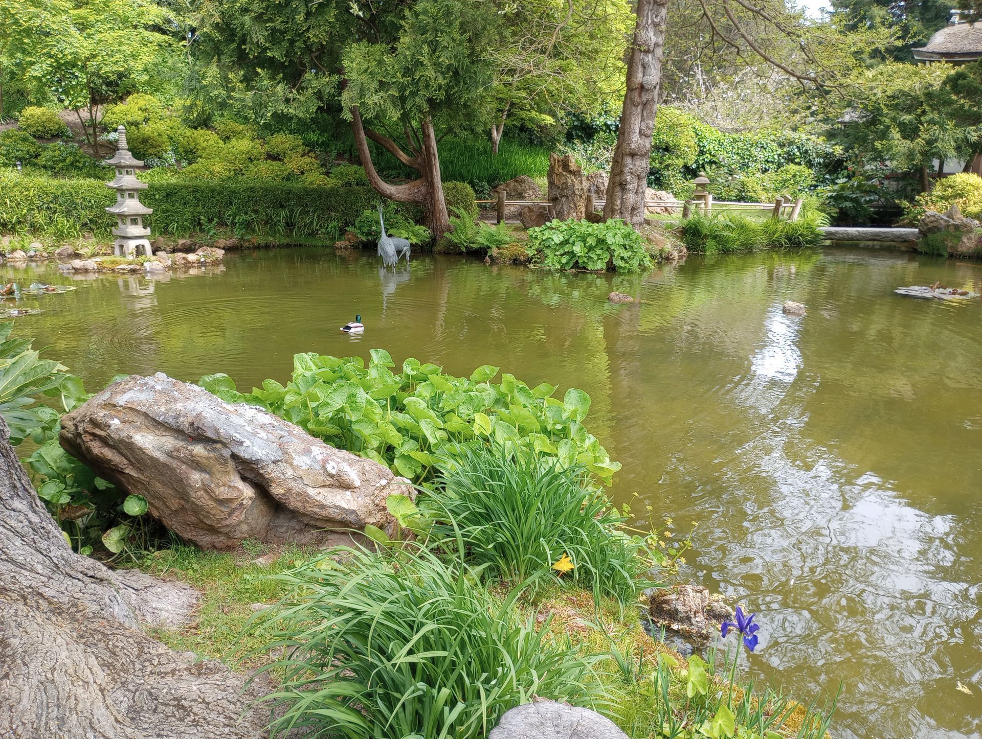 A calm pond in a Japanese garden setting with a stone lantern, green foliage, and a heron.