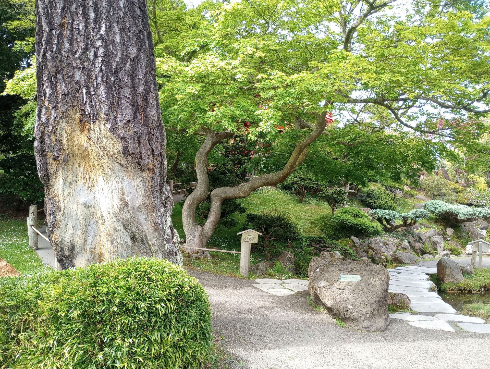 A Japanese garden scene with a large tree trunk, a small winding tree, pathway, and lush greenery.