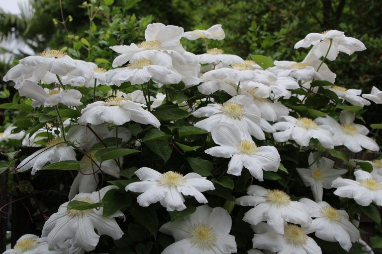 White clematis flowers with yellow centers blooming on a climbing vine, set against a backdrop of green foliage.