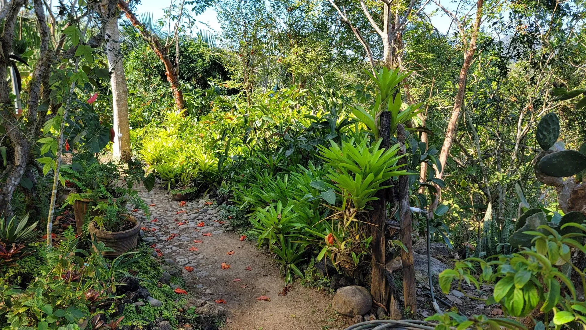 A dirt path winds through lush greenery, including ferns and cacti, in a sunlit garden.