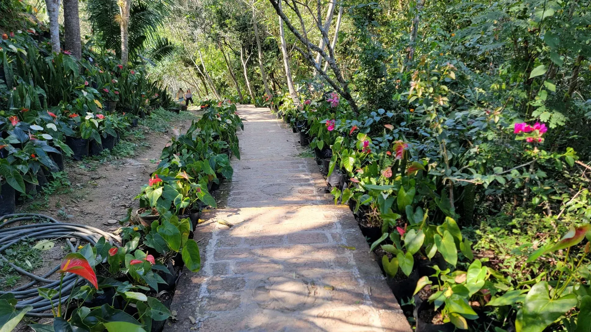 A stone path through a garden lined with colorful plants and trees. Sunlight illuminates the scene.