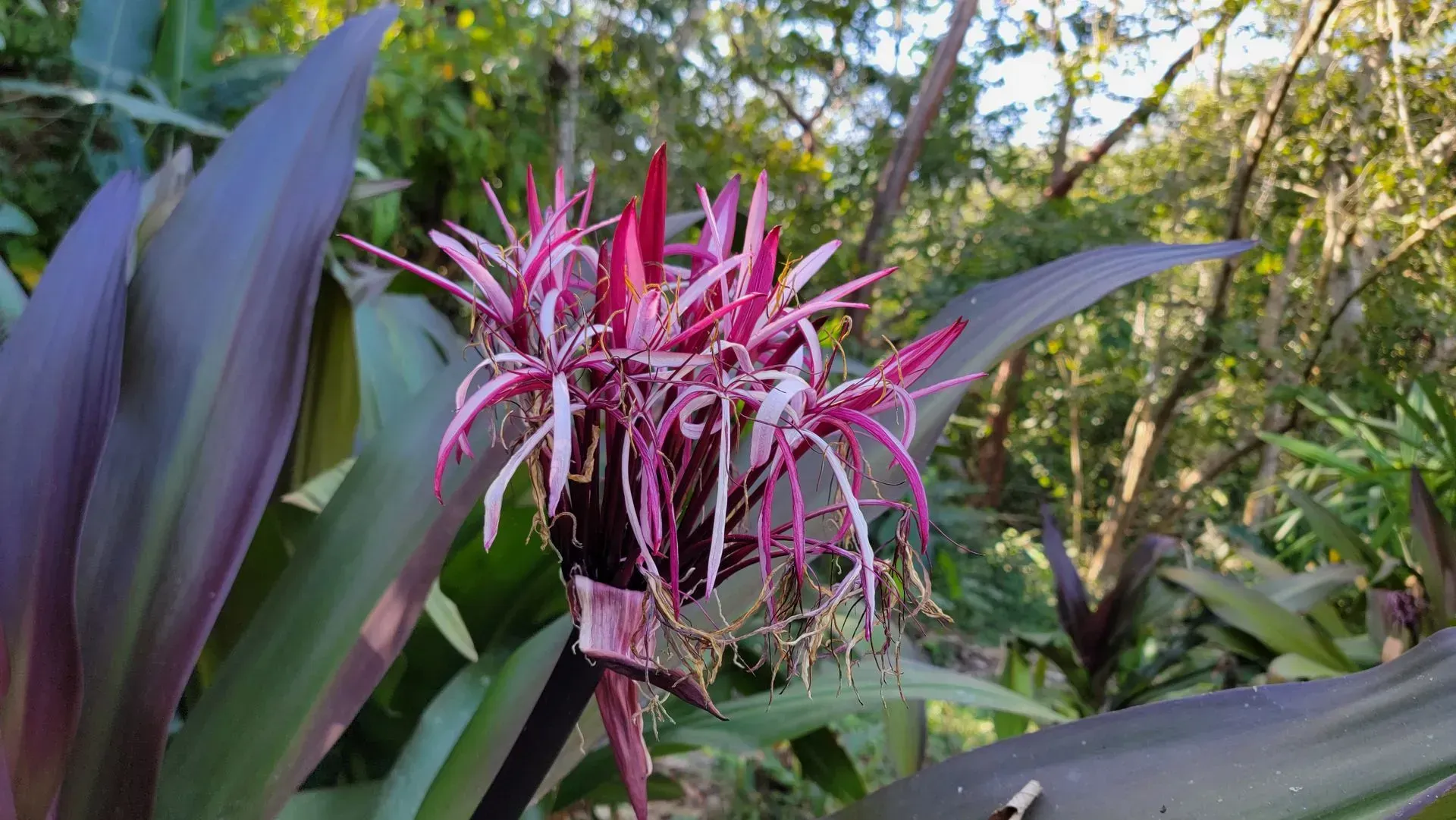 A close-up of a Spider Lily with spidery pink and white petals, surrounded by dark purple leaves.