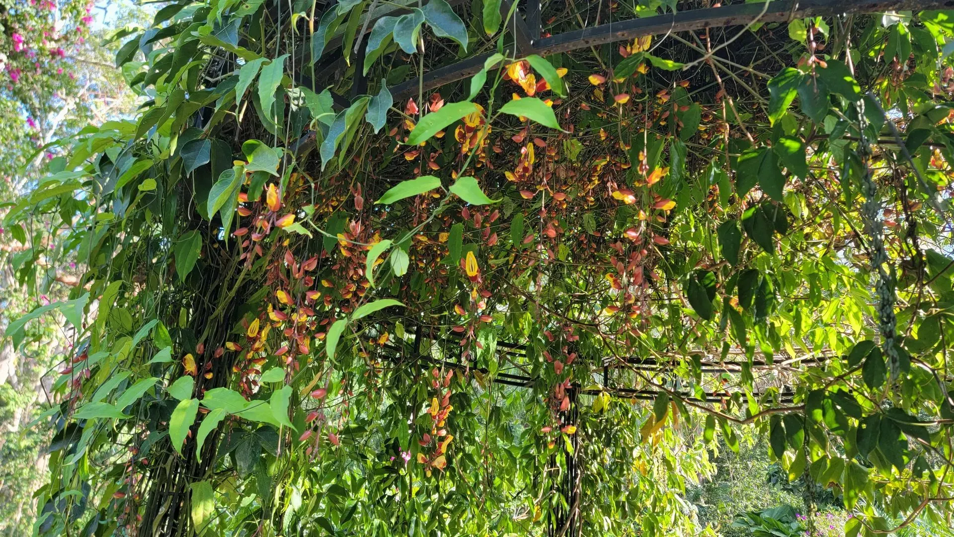 Overgrown vine with green leaves and orange, dangling flowers on a metal arch.
